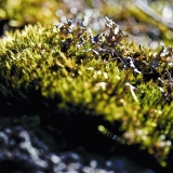 Moss