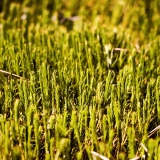 Moss close-up