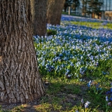 Siberian squills (Scilla siberica) in front of the Helsinki City Theatre