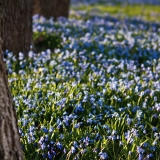 Siberian squills (Scilla siberica)