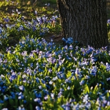 Siberian squills (Scilla siberica)