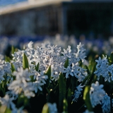 Valkoisia idnsinililjoja (Scilla siberica alba)