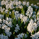 White siberian squills (Scilla siberica alba)