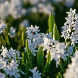 Valkoisia idnsinililjoja (Scilla siberica alba)