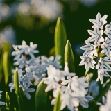 White siberian squills (Scilla siberica alba)