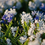 Sinisi (Scilla siberica) ja valkoisia idnsinililjoja (Scilla siberica alba)