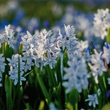 Sinisi (Scilla siberica) ja valkoisia idnsinililjoja (Scilla siberica alba)