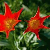 Red flowers