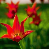 Red flowers