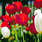 Red and white tulips