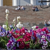 Planted flowers at Alexander II:n statue