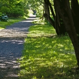 A path at the botanical garden