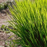 A spiky plant