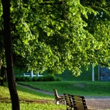 Benches at a park