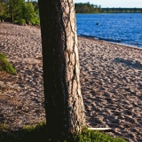 A pine at Venjnhiekka beach