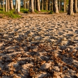 The woods and the beach at Venjnhiekka