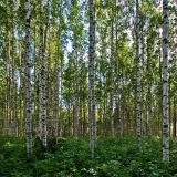 Birches