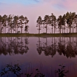 Pines on an island at Naarajrvi lake