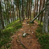 An esker at Petkeljrvi national park