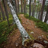 An esker at Petkeljrvi national park