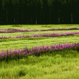 Fireweed on a field