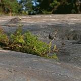 Merisaunio (Tripleurospermum maritimum)