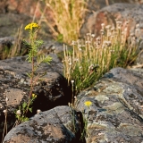 Pietaryrtti (Tanacetum vulgare)