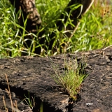 Hay growing from a rock's crack