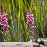 Veronica longifolia