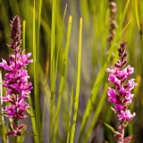 Rantatdyke (Veronica longifolia)