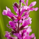 Veronica longifolia