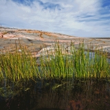 Bulrush in a rock puddle