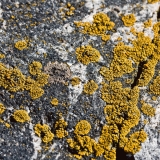 Yellow lichen