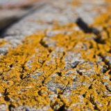 Yellow lichen