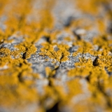 Yellow lichen