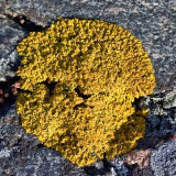 Yellow lichen