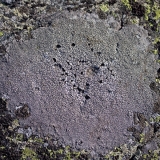 Map lichen