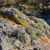 Lichen