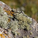 Lichen