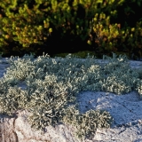 Lichen