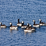 Barnacle geese (Branta leucopsis)