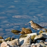 Dunlin (Calidris alpina)