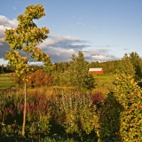 Autumn at Viikinojanpuisto park