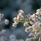 Helminukkajkkr (Anaphalis margaritacea)