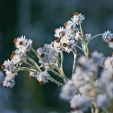 Western Pearly Everlasting (Anaphalis margaritacea)