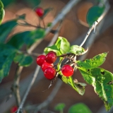 Keltakuusama (Lonicera chrysantha)