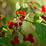 Keltakuusama (Lonicera chrysantha)