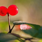 Keltakuusama (Lonicera chrysantha)