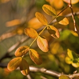 Siperianhernepensas (Caragana arborescens)