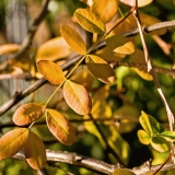 Siperianhernepensas (Caragana arborescens)